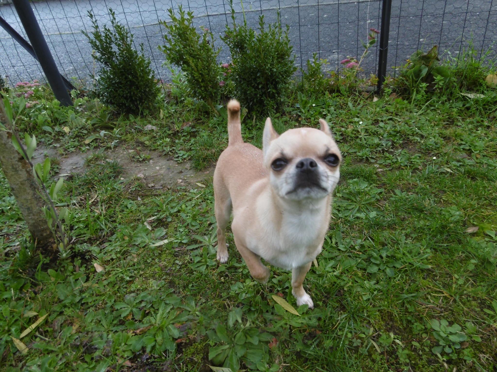 Les Catoutous — photo