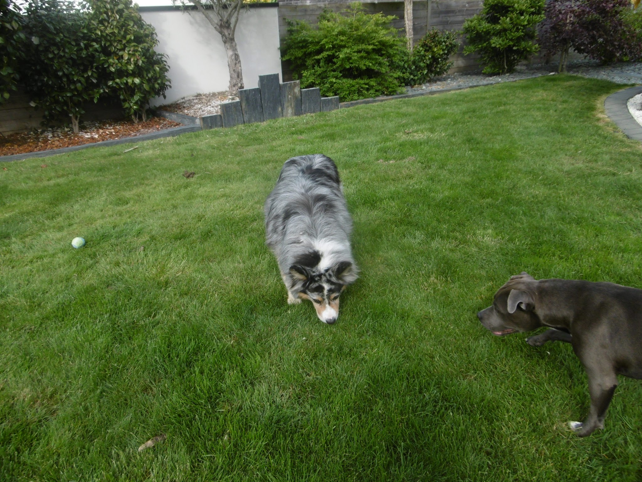Les Catoutous — photo