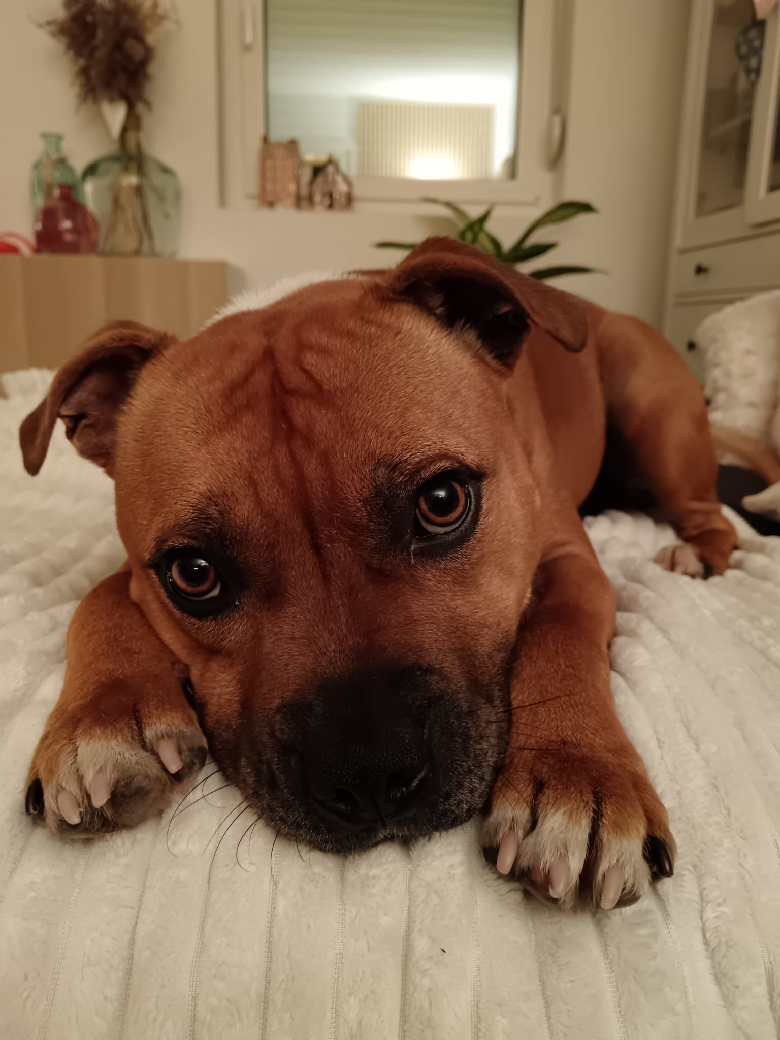 Émilie Laidebeur PetSitter — photo