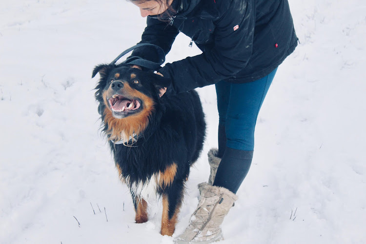 Pension canine du Soubirous