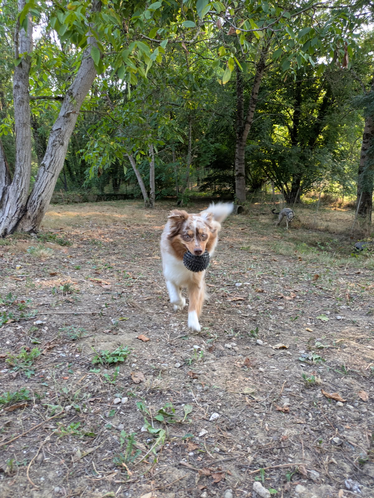 Pension canine du Soubirous — photo