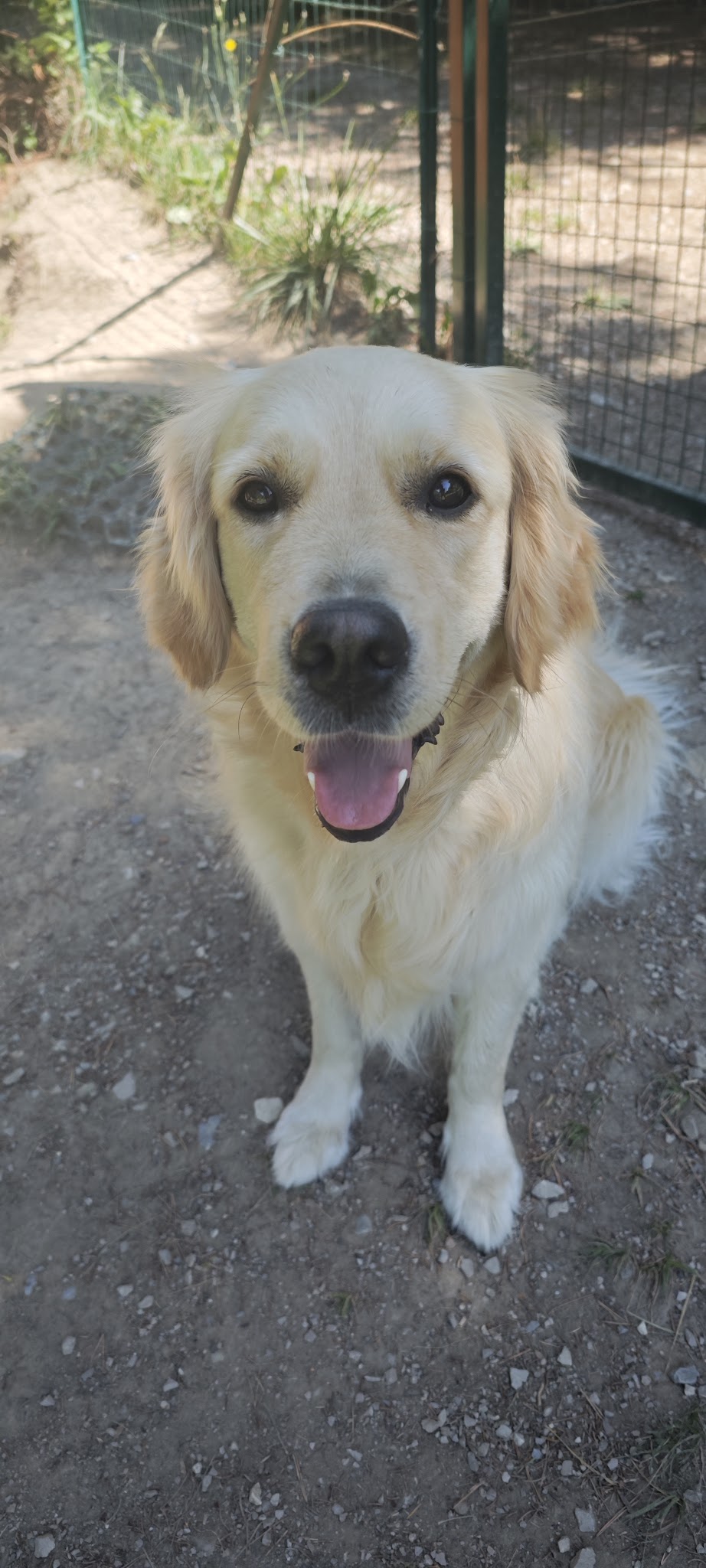 Eti’n’Dog — photo