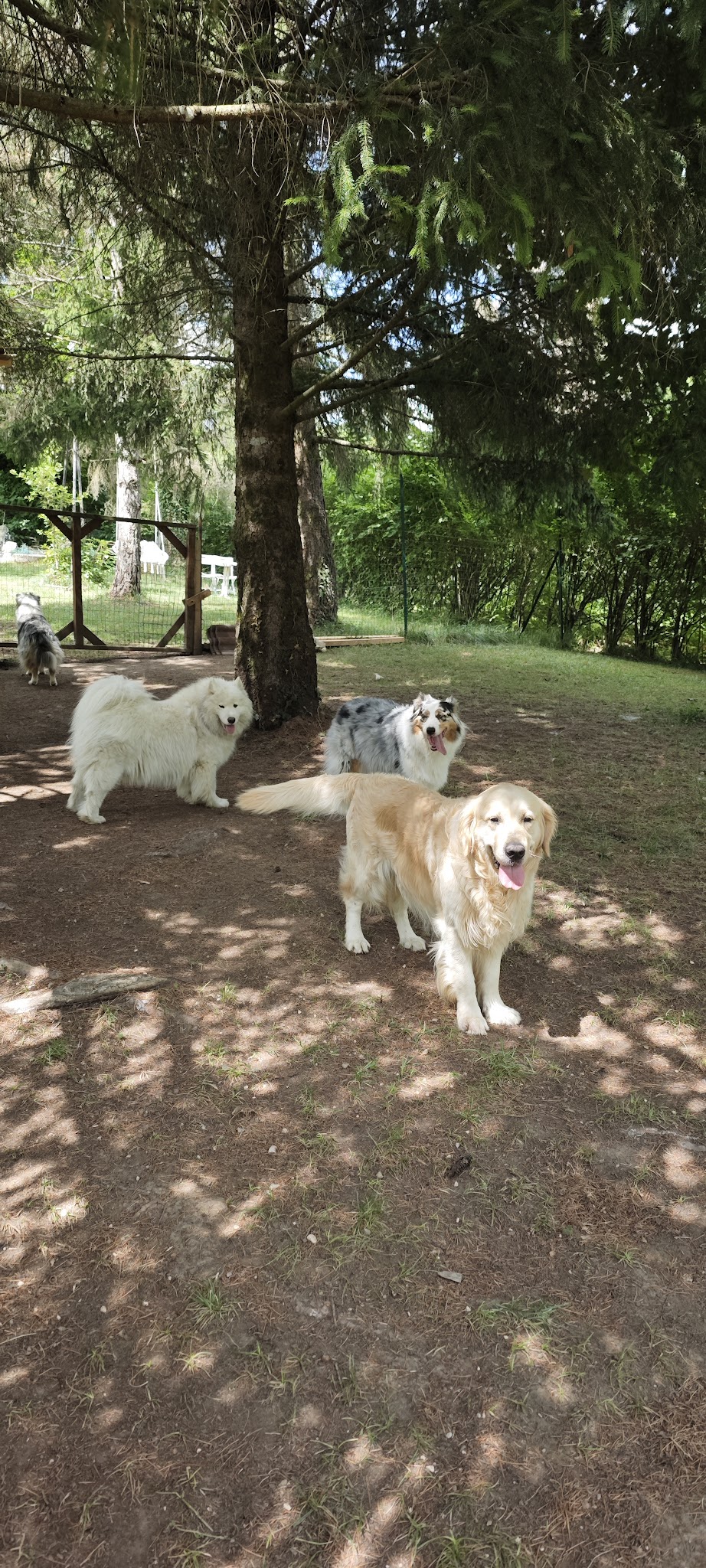 Eti’n’Dog — photo