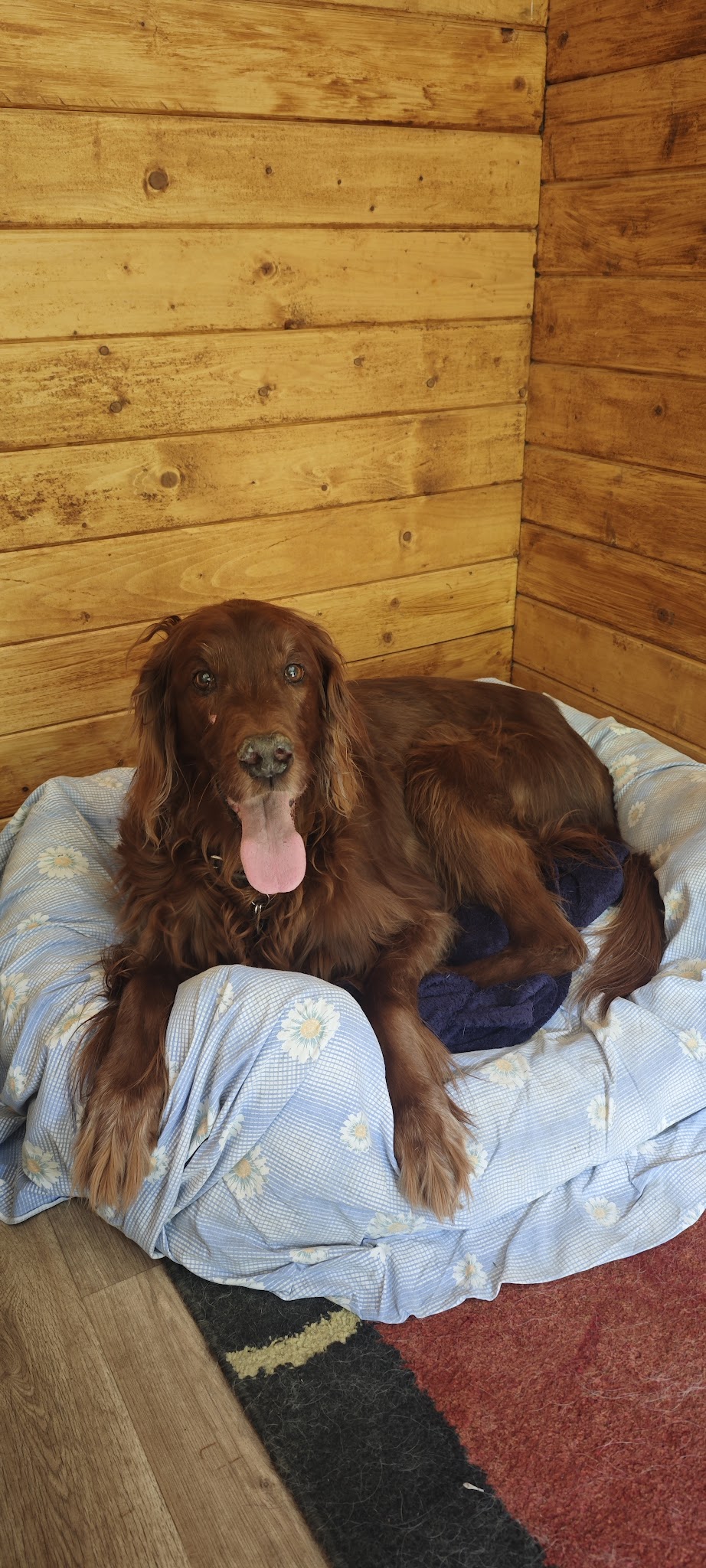 Eti’n’Dog