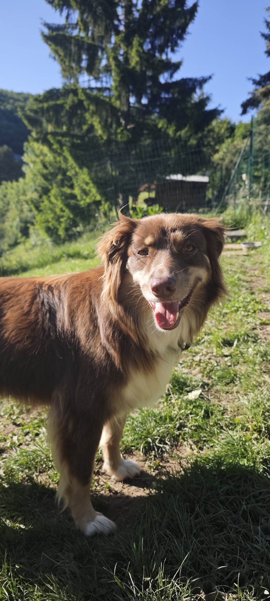 Eti’n’Dog — photo