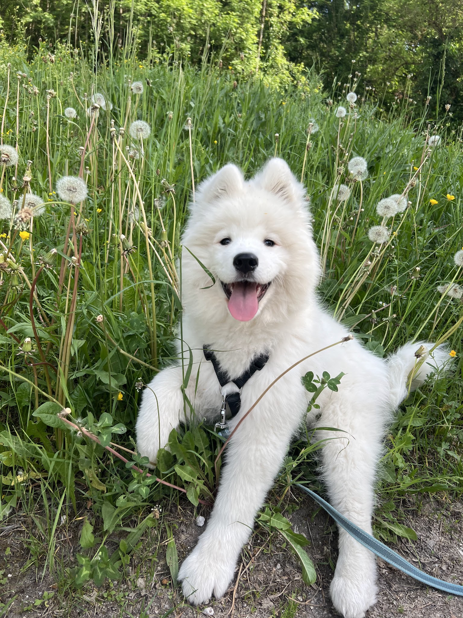 Eti’n’Dog — photo