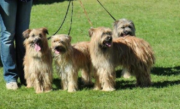 Éleveur de chiens Berger des Pyrénées : Élevage du Pic d'Arbizon — photo