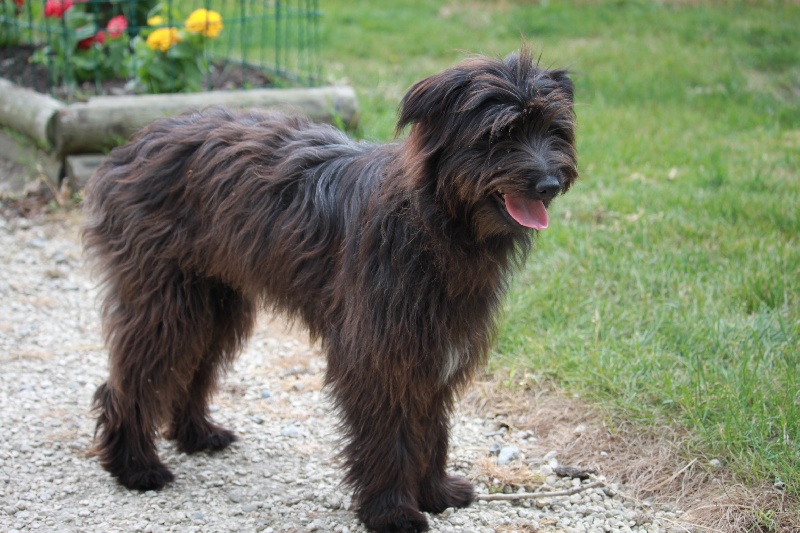 Éleveur de chiens Berger des Pyrénées : Élevage du Pic d'Arbizon — photo