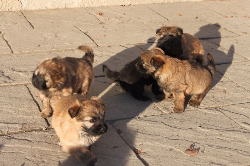 Éleveur de chiens Berger des Pyrénées : Élevage du Pic d'Arbizon — photo