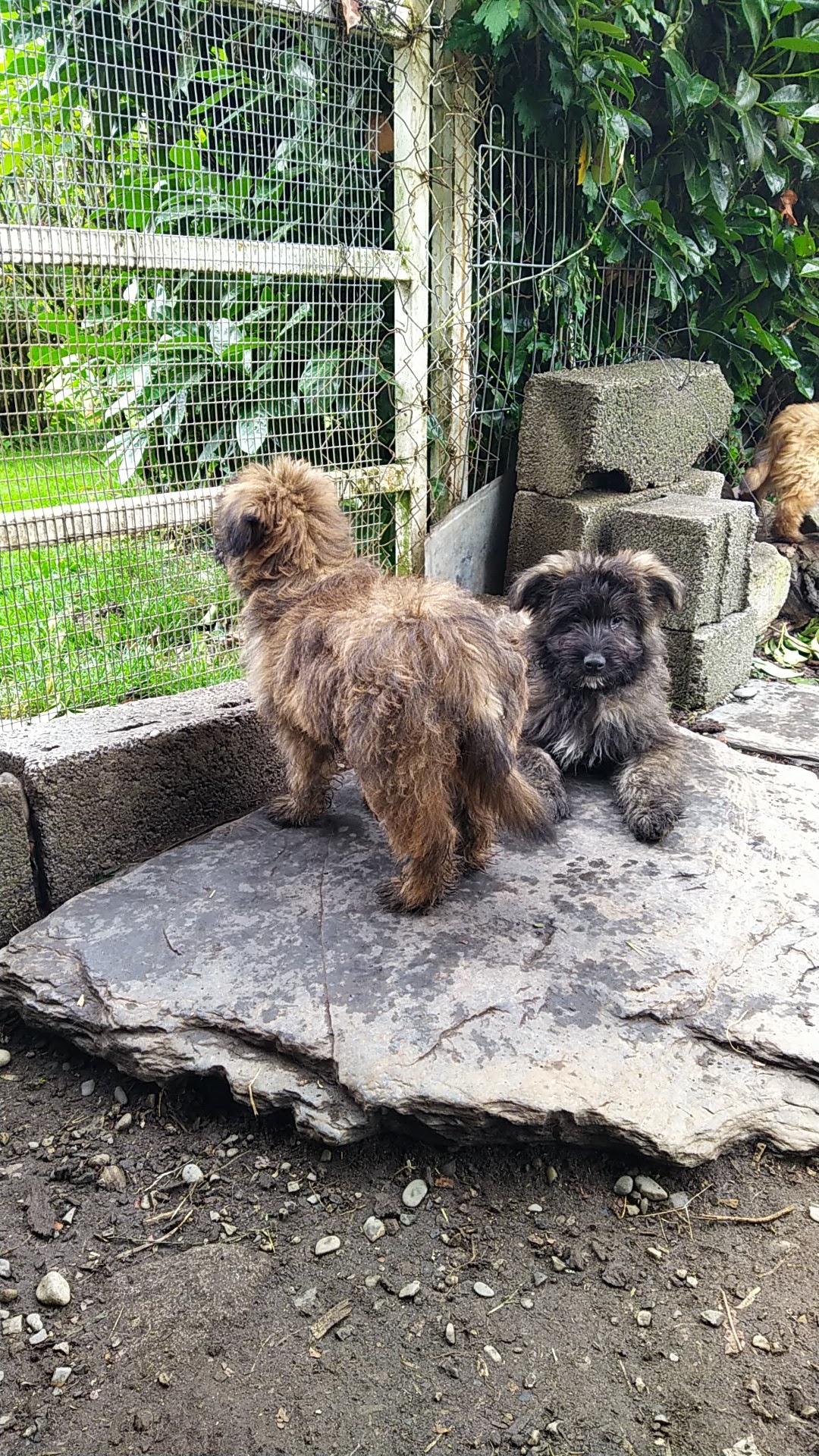 Éleveur de chiens Berger des Pyrénées : Élevage du Pic d'Arbizon — photo