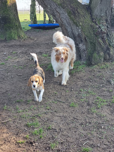 Pension canine du bois aux agneaux