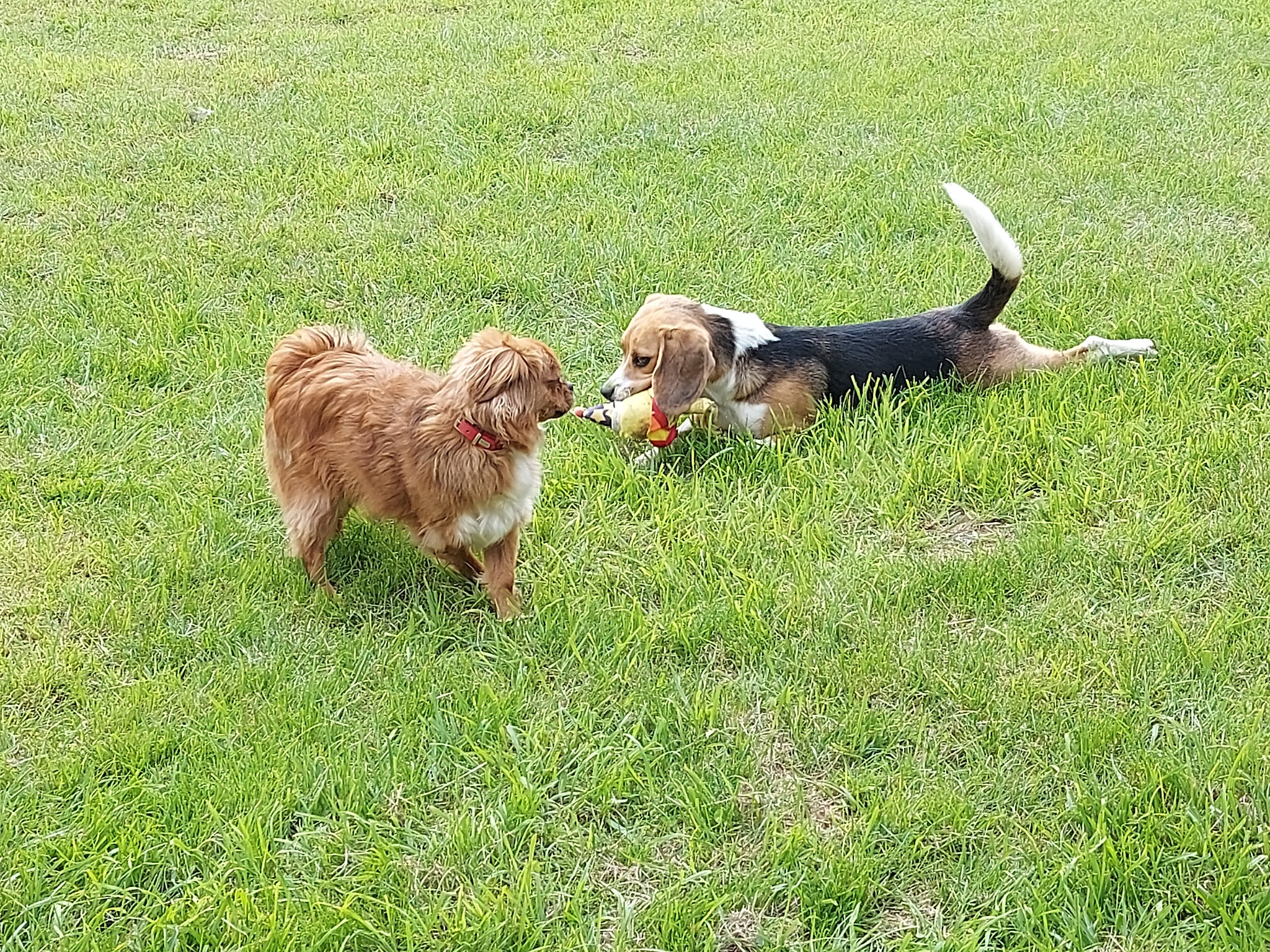 Pension canine du bois aux agneaux — photo