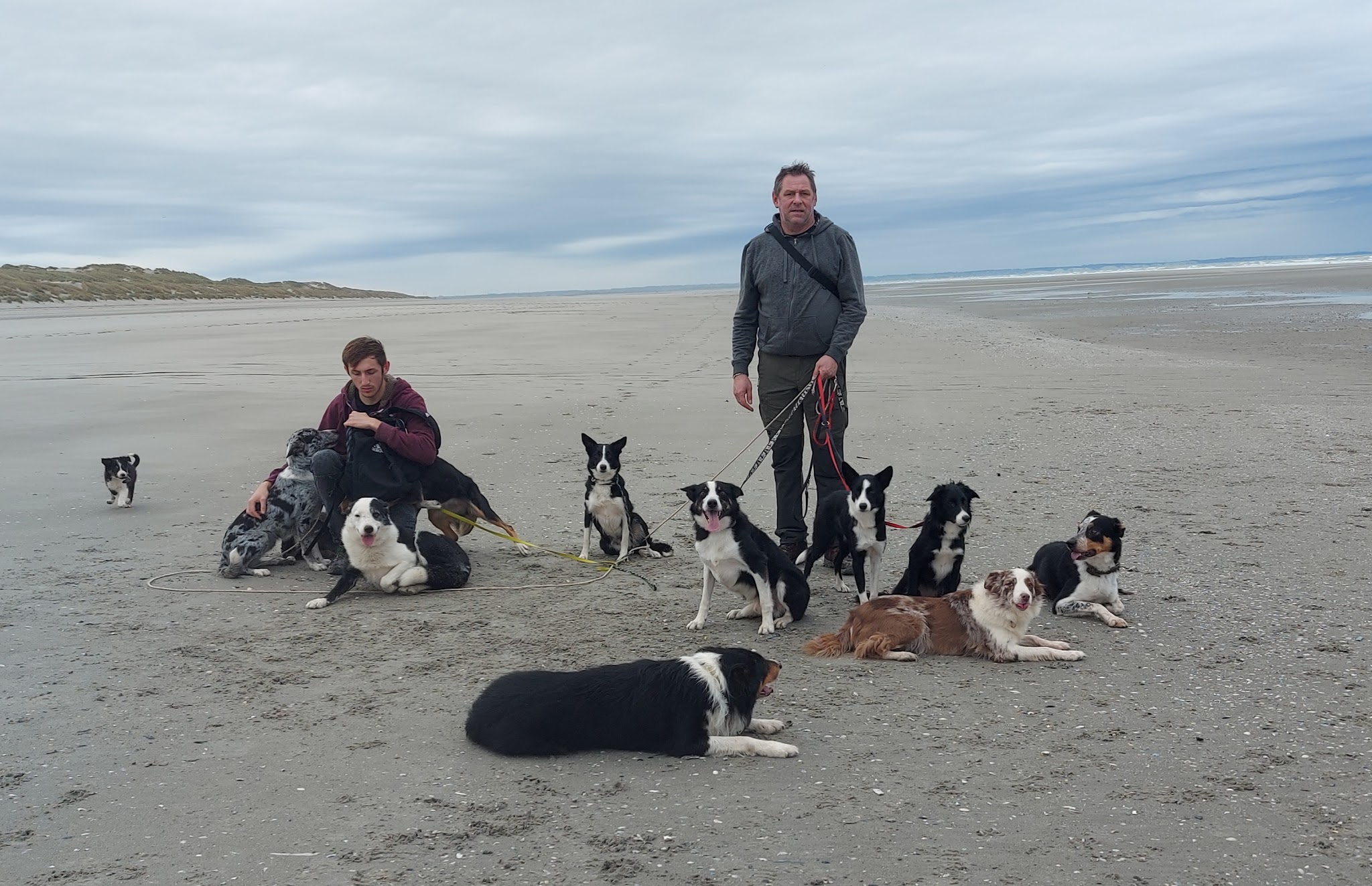 Pension canine du bois aux agneaux — photo