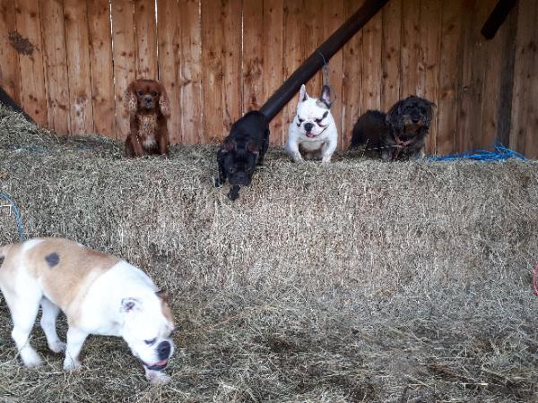 La Pension Des Animaux Heureux — photo