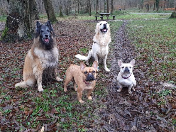 La Pension Des Animaux Heureux — photo