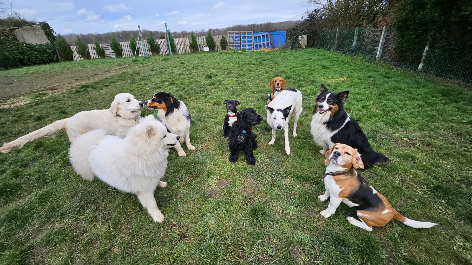 La Pension Des Animaux Heureux — photo