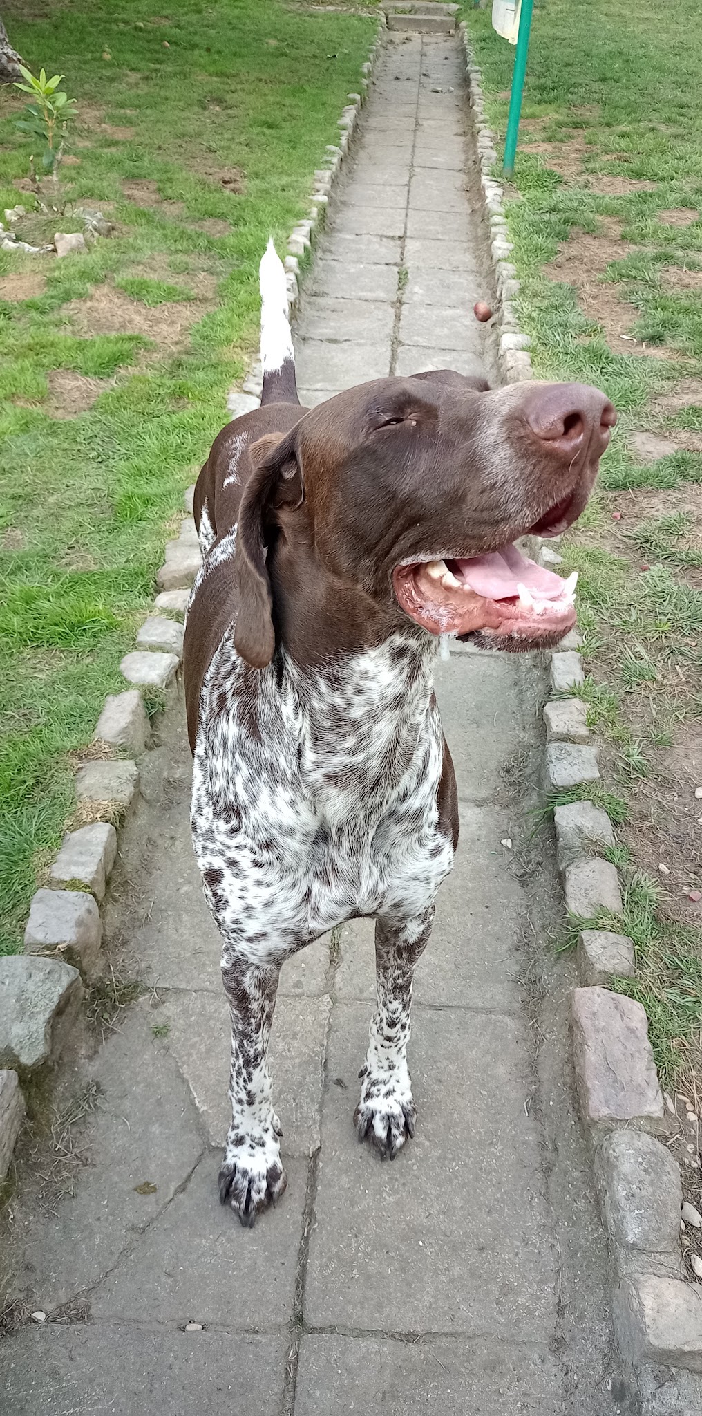 Illico&Cerise Pet-Sitting
