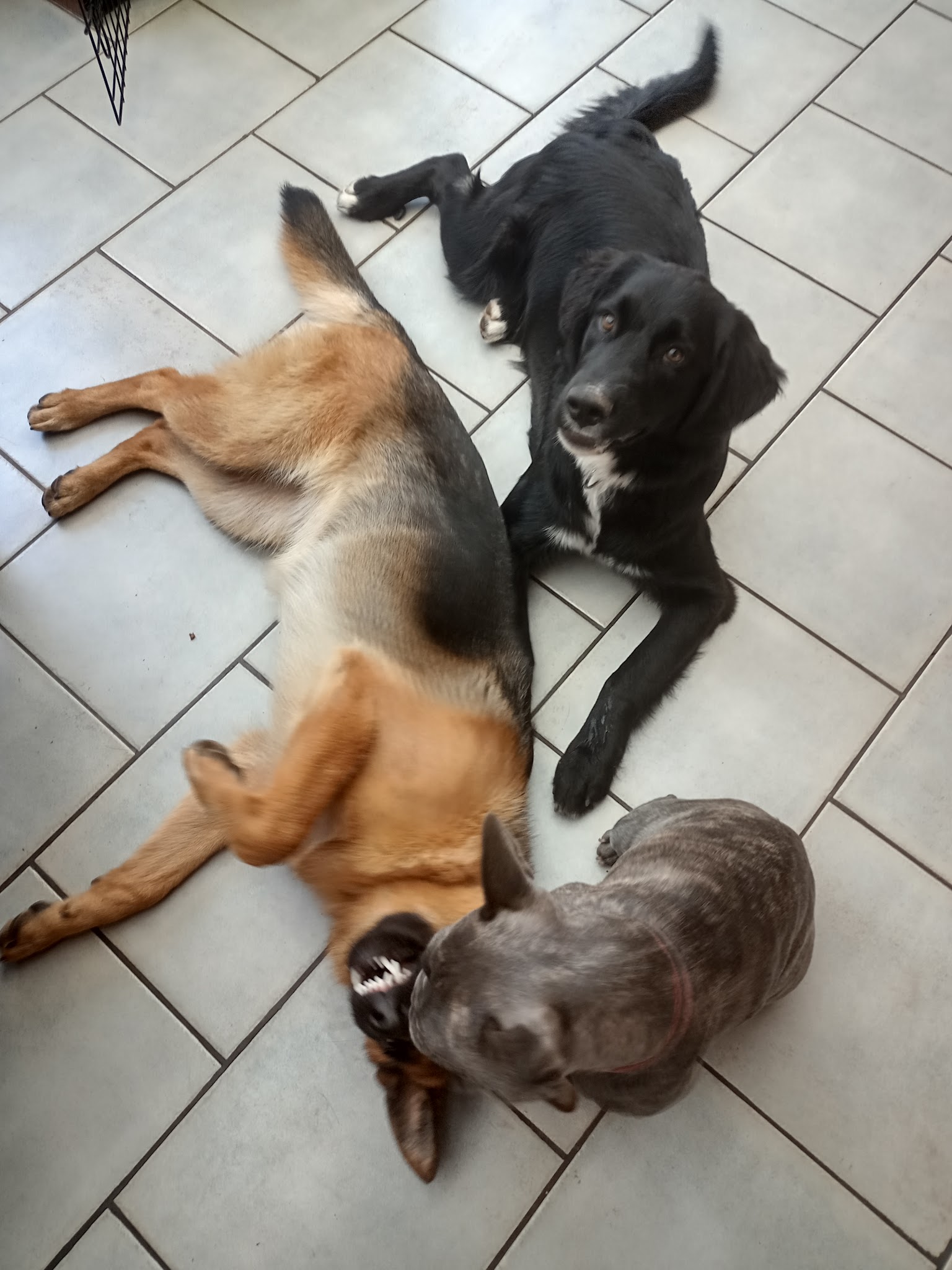 Illico&Cerise Pet-Sitting — photo
