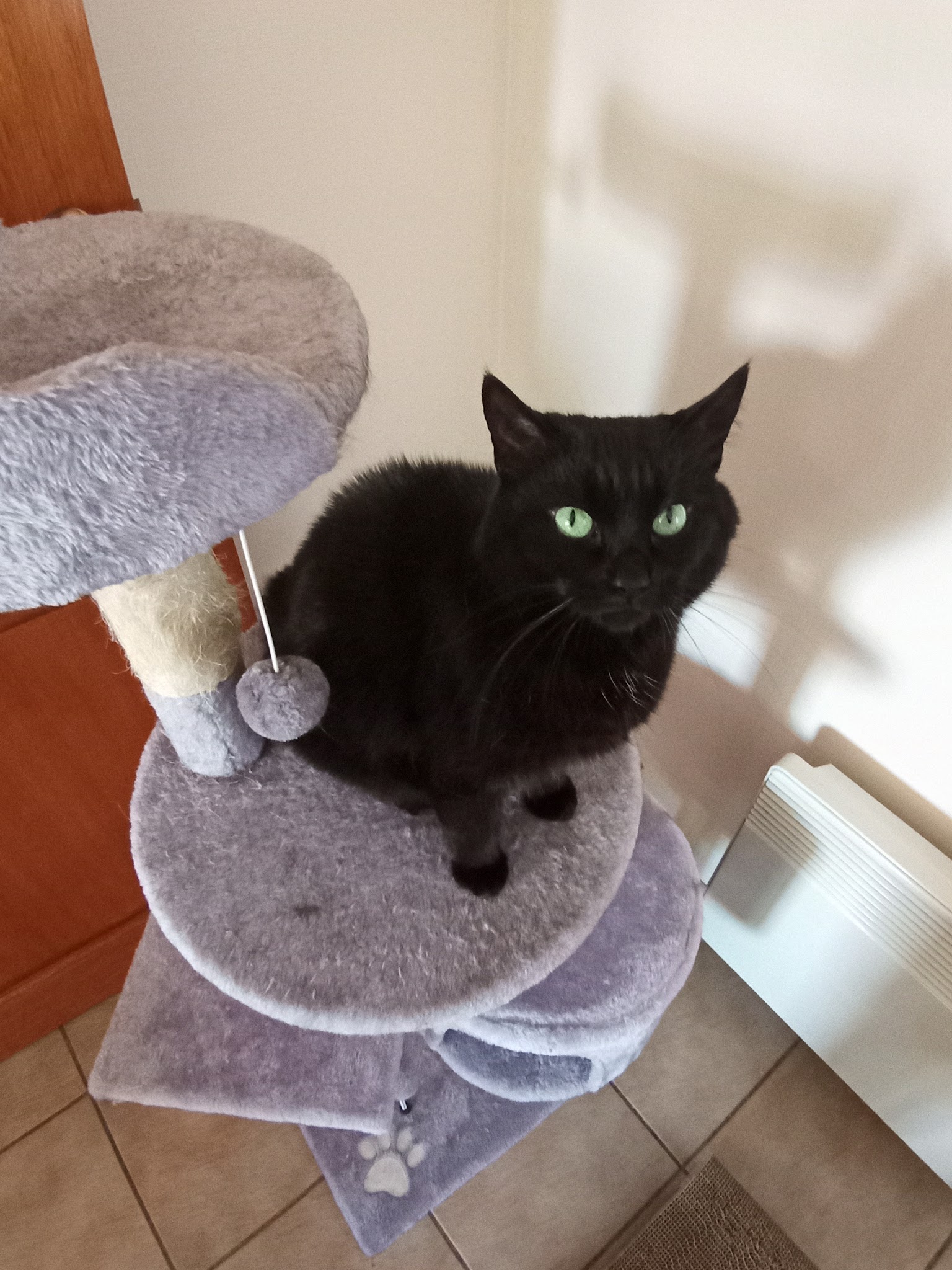 Illico&Cerise Pet-Sitting — photo