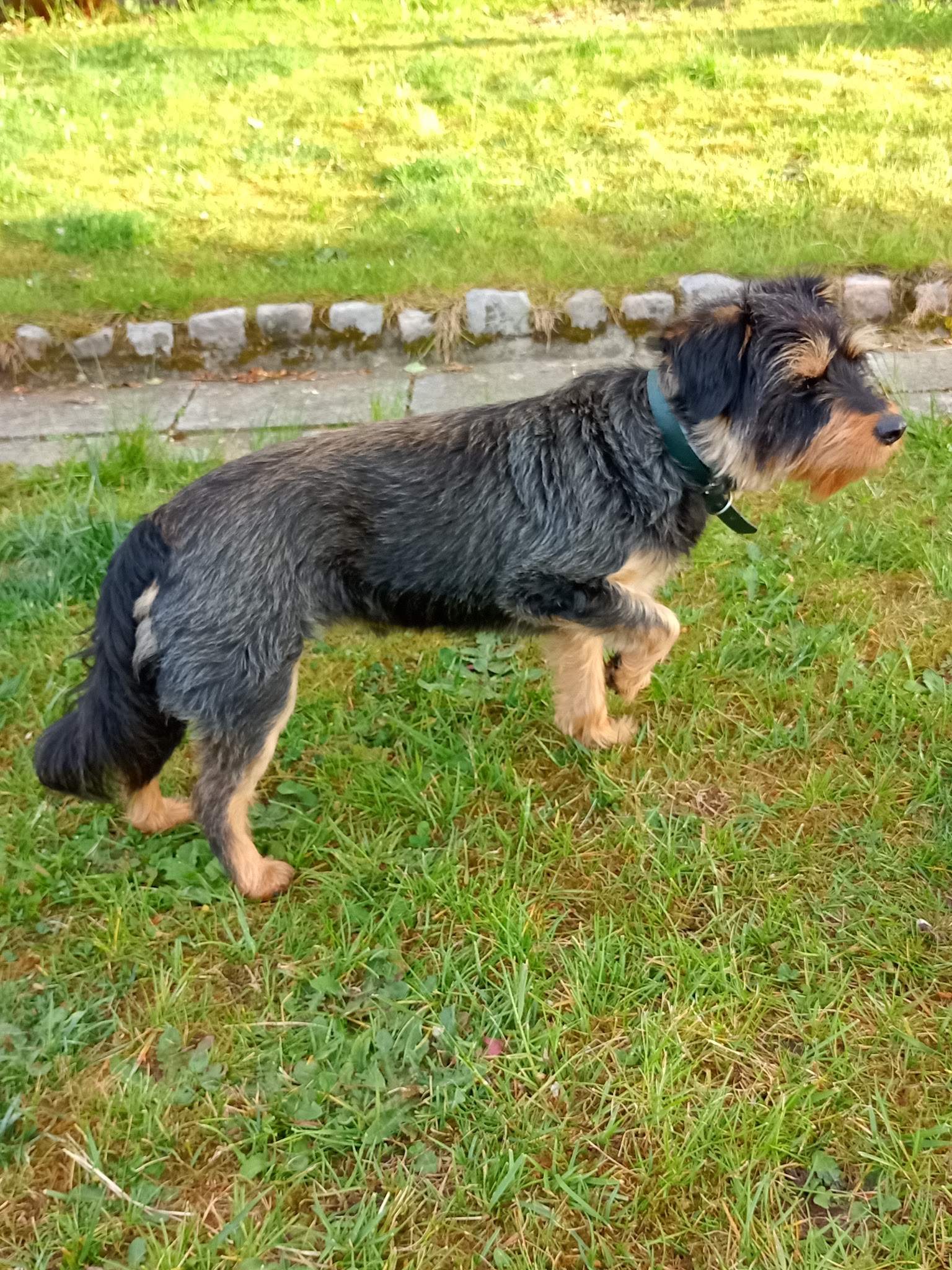 Illico&Cerise Pet-Sitting — photo