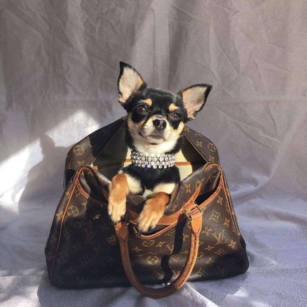 Nanny Dog/Cat Bowl — photo