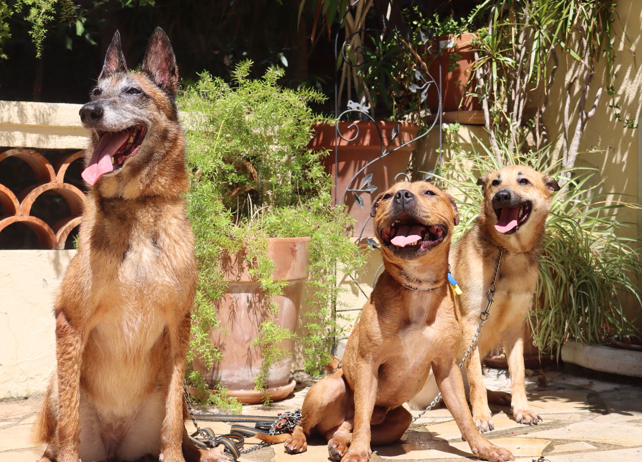 Nanny Dog/Cat Bowl — photo