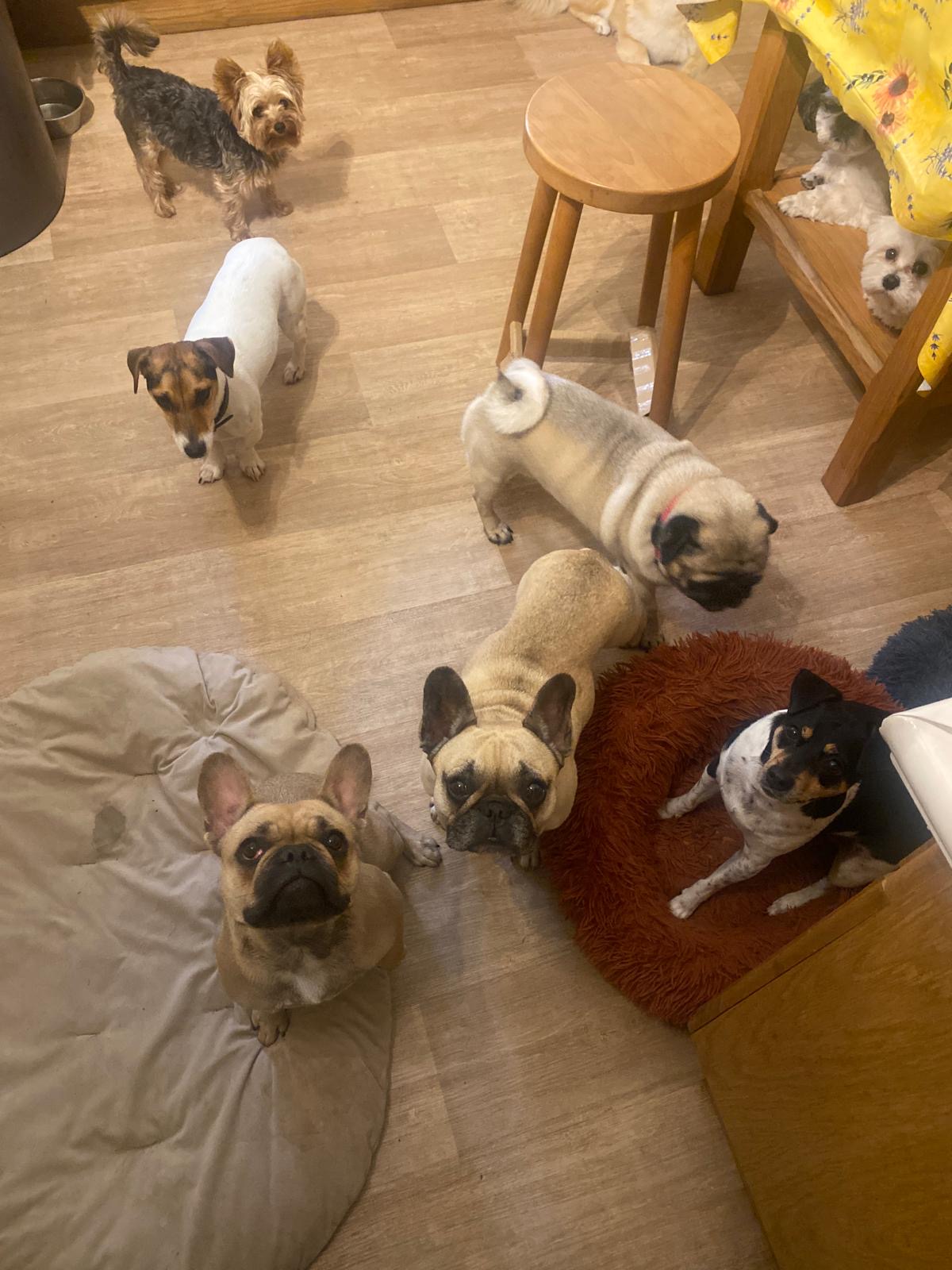 Pension canine familiale Au Paradis des Chiens — photo