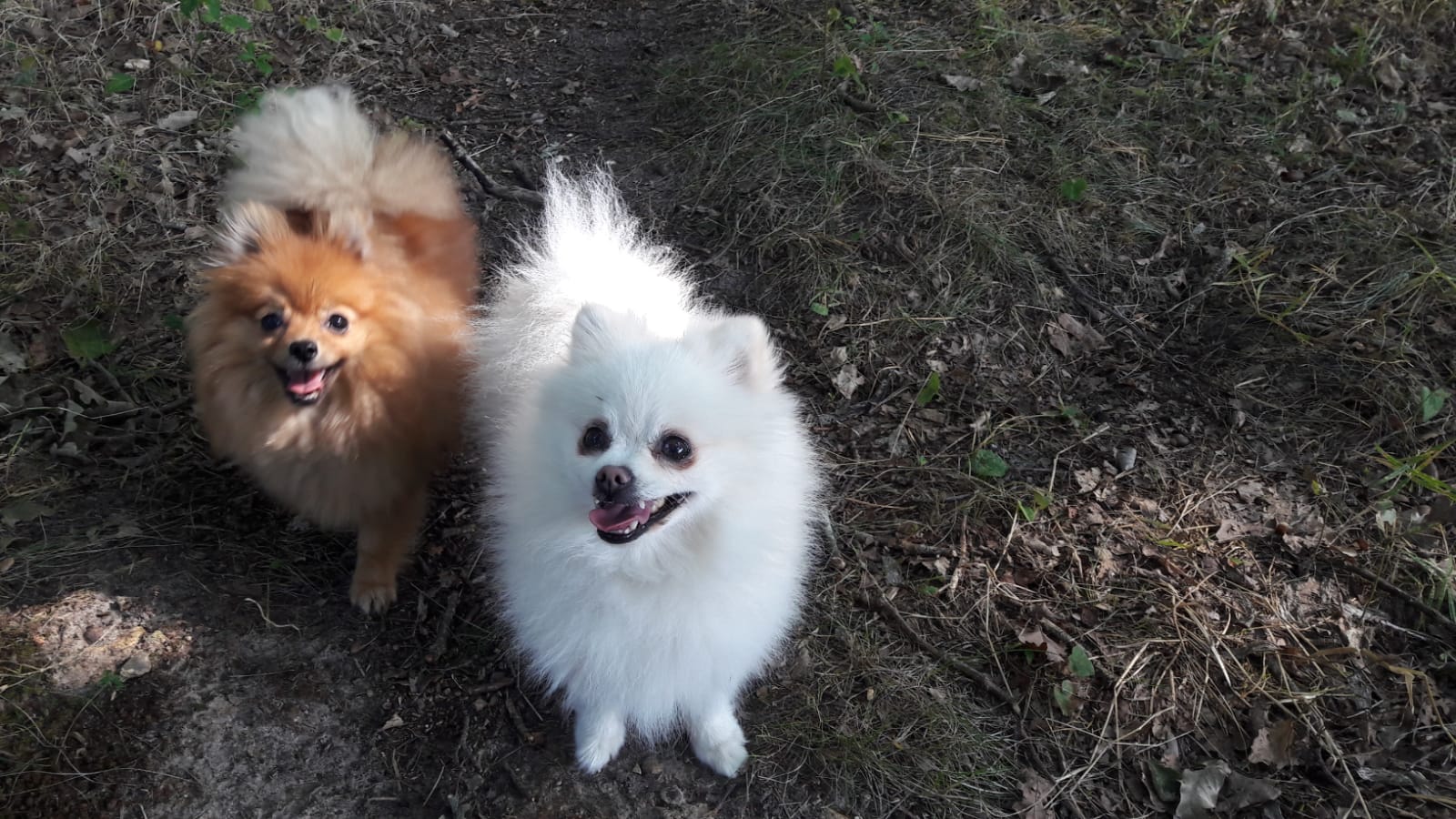 Pension canine familiale Au Paradis des Chiens — photo