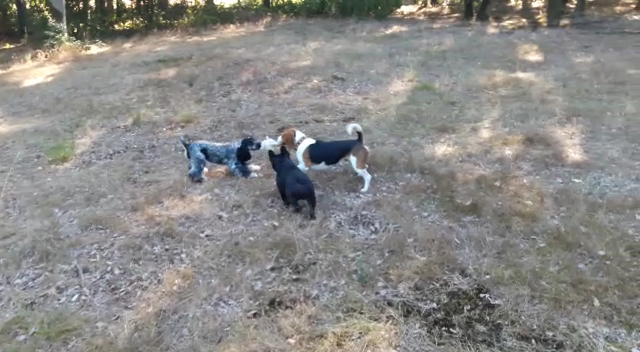 Pension canine familiale Au Paradis des Chiens — photo