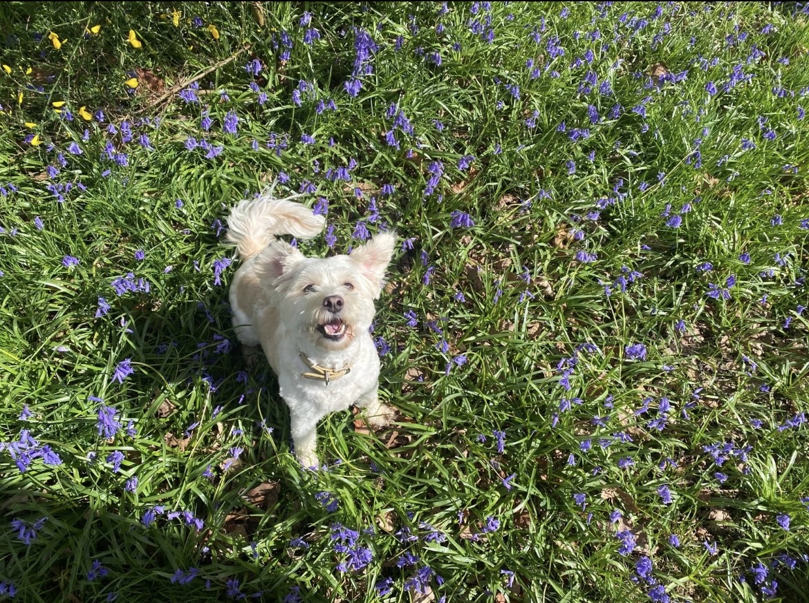 Pension canine familiale Au Paradis des Chiens — photo