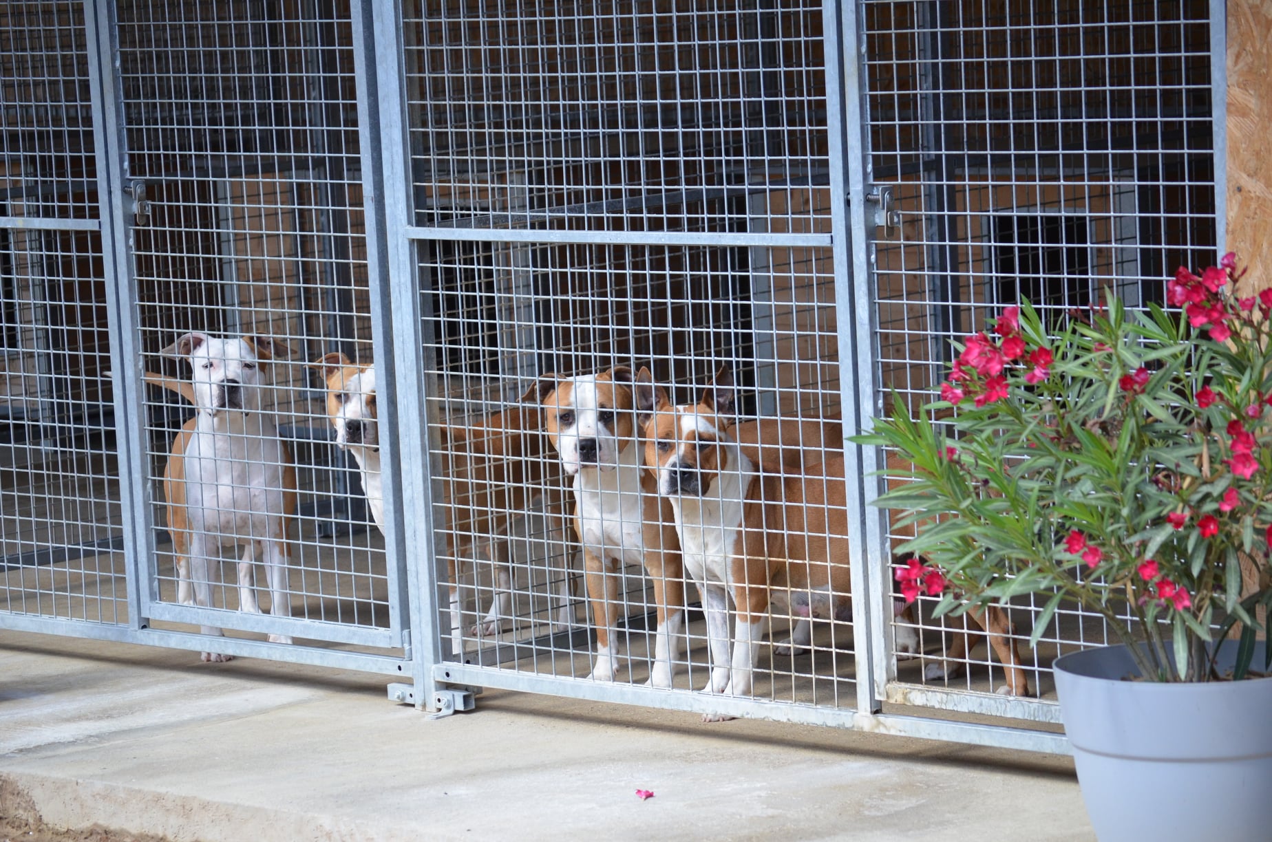 Elevage / Pension canine Domaine de Roujus