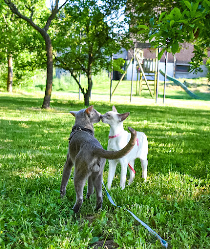 Rom'animaux