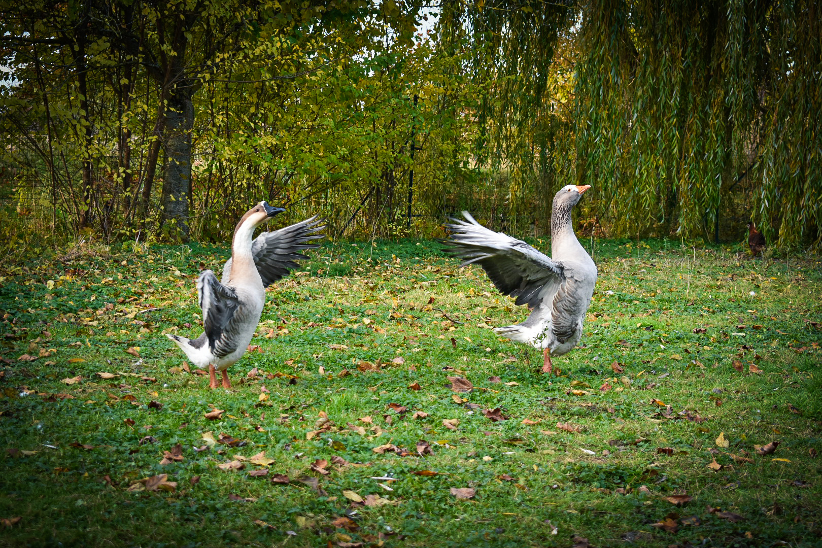Rom'animaux — photo