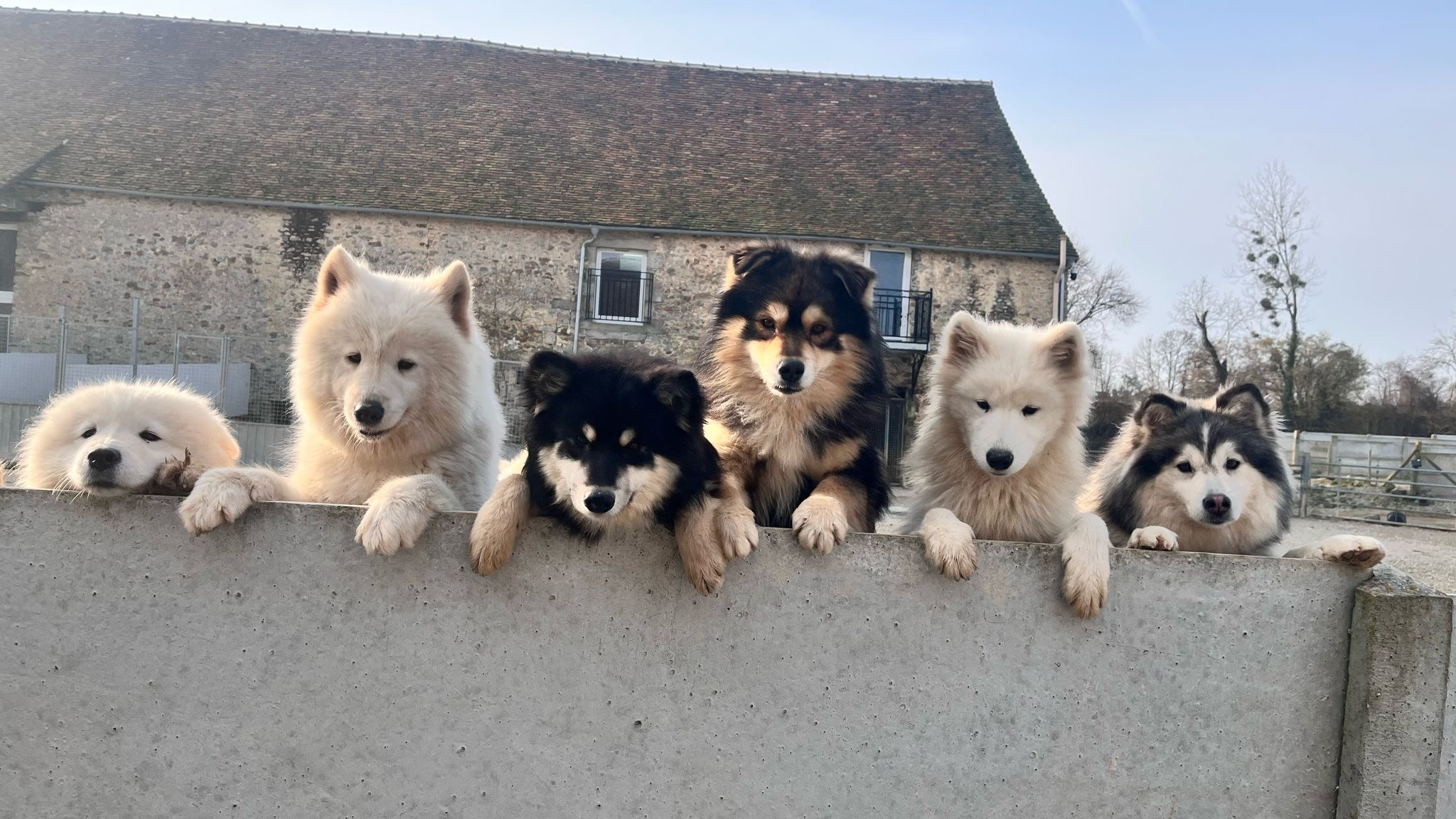 Domaine Jerrie Black : Berger Belge Coton tulear Lhassa apso Samoyède Schipperke Spitz Japonais