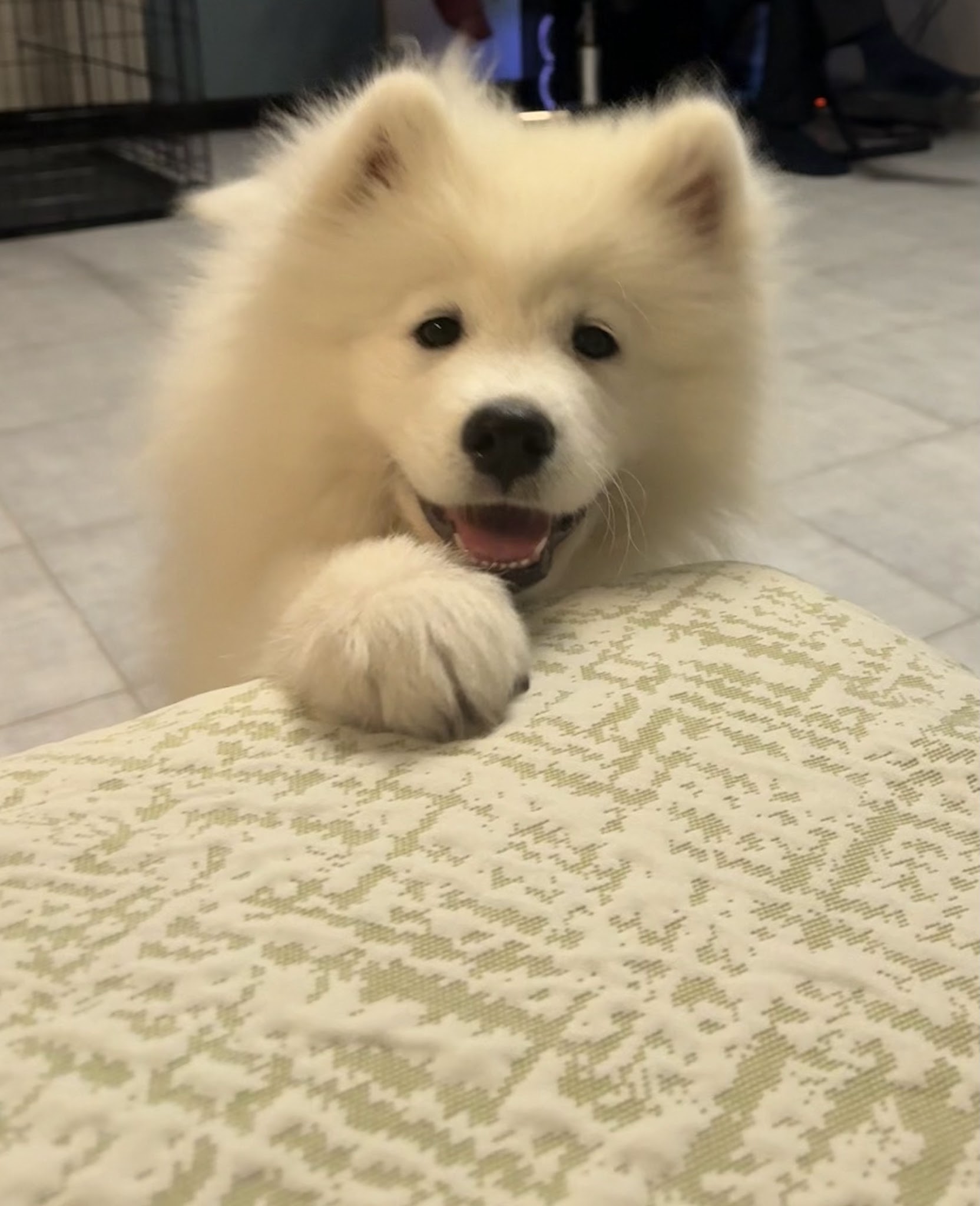 Domaine Jerrie Black : Berger Belge Coton tulear Lhassa apso Samoyède Schipperke Spitz Japonais — photo