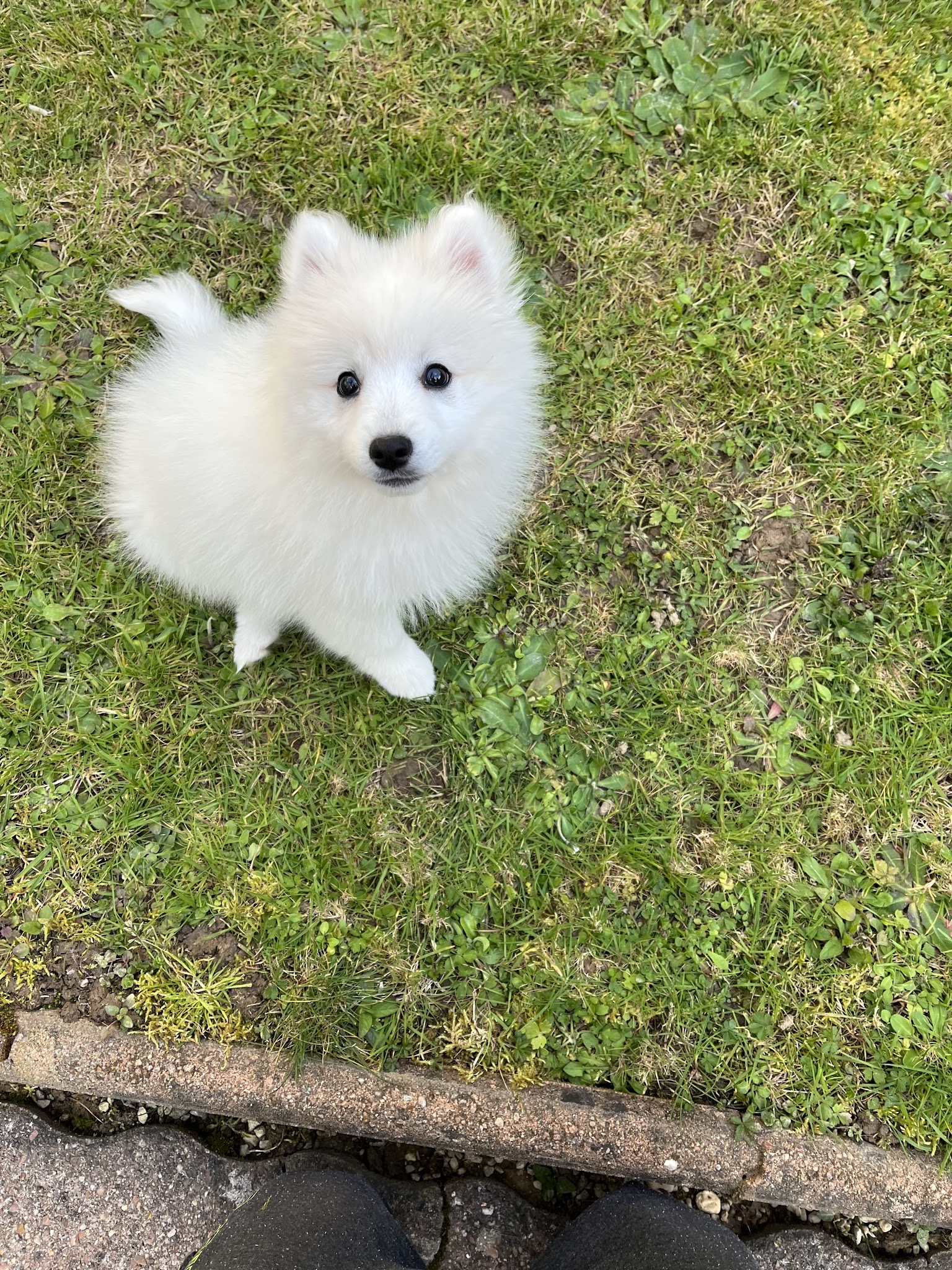 Domaine Jerrie Black : Berger Belge Coton tulear Lhassa apso Samoyède Schipperke Spitz Japonais — photo