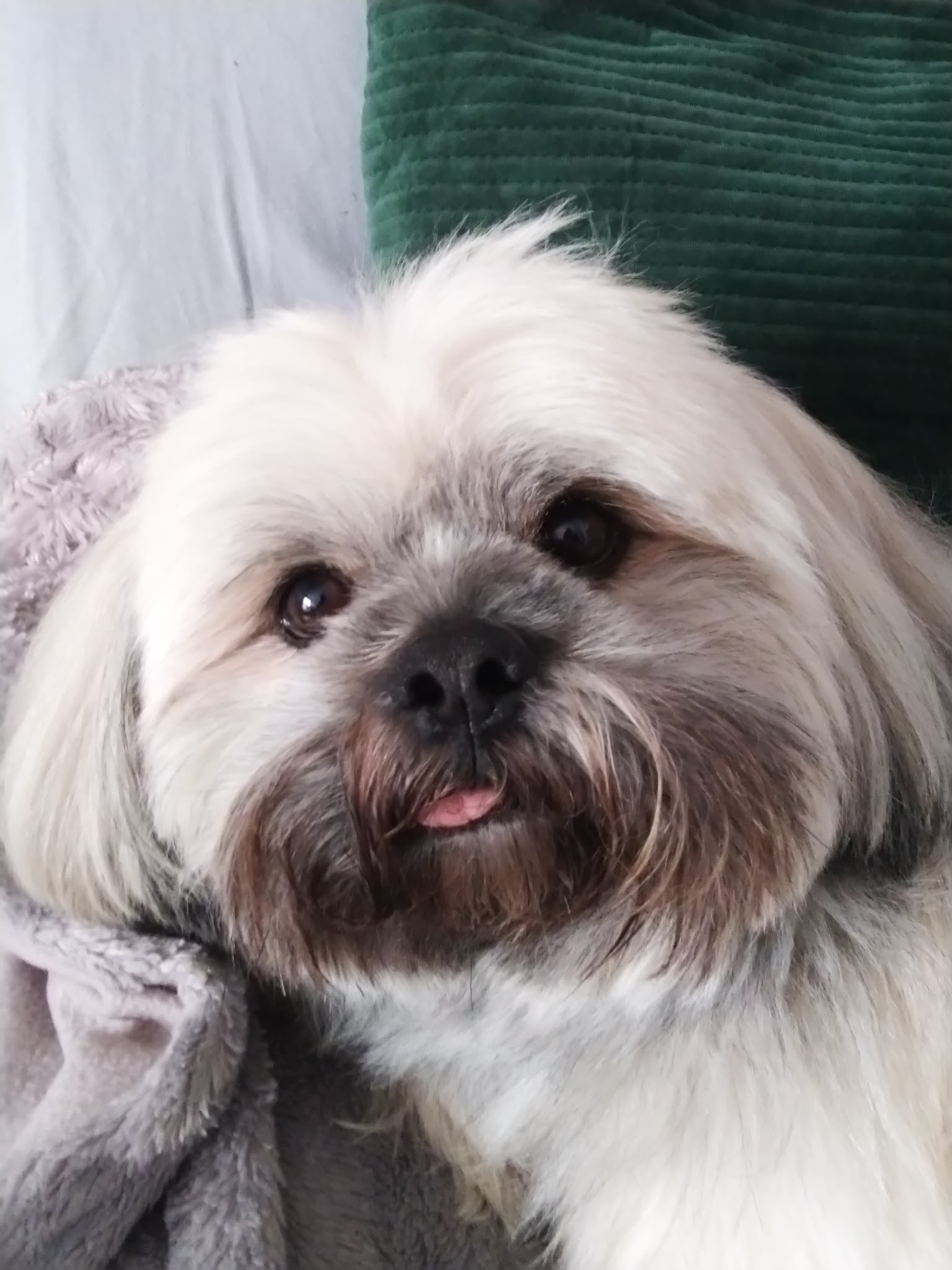 Domaine Jerrie Black : Berger Belge Coton tulear Lhassa apso Samoyède Schipperke Spitz Japonais — photo