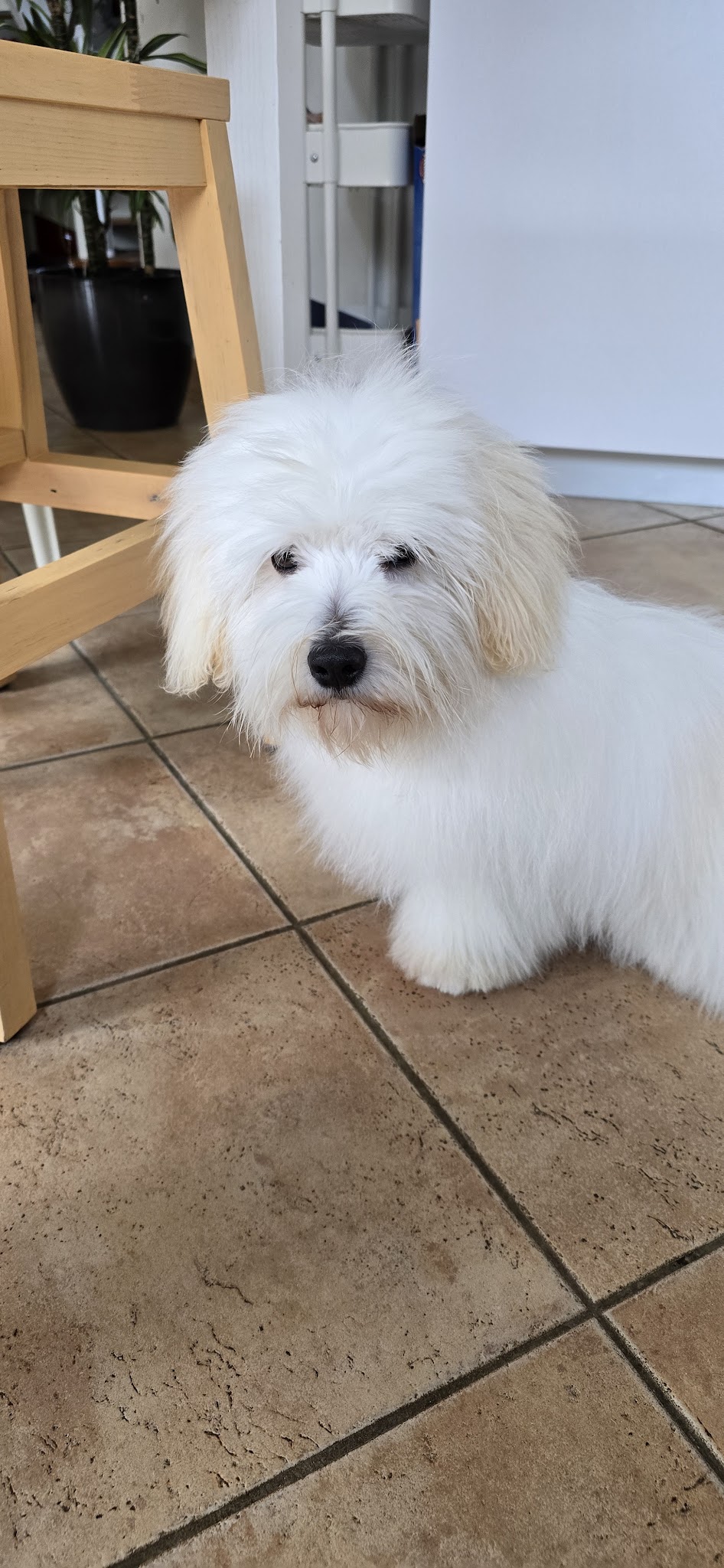 Domaine Jerrie Black : Berger Belge Coton tulear Lhassa apso Samoyède Schipperke Spitz Japonais — photo