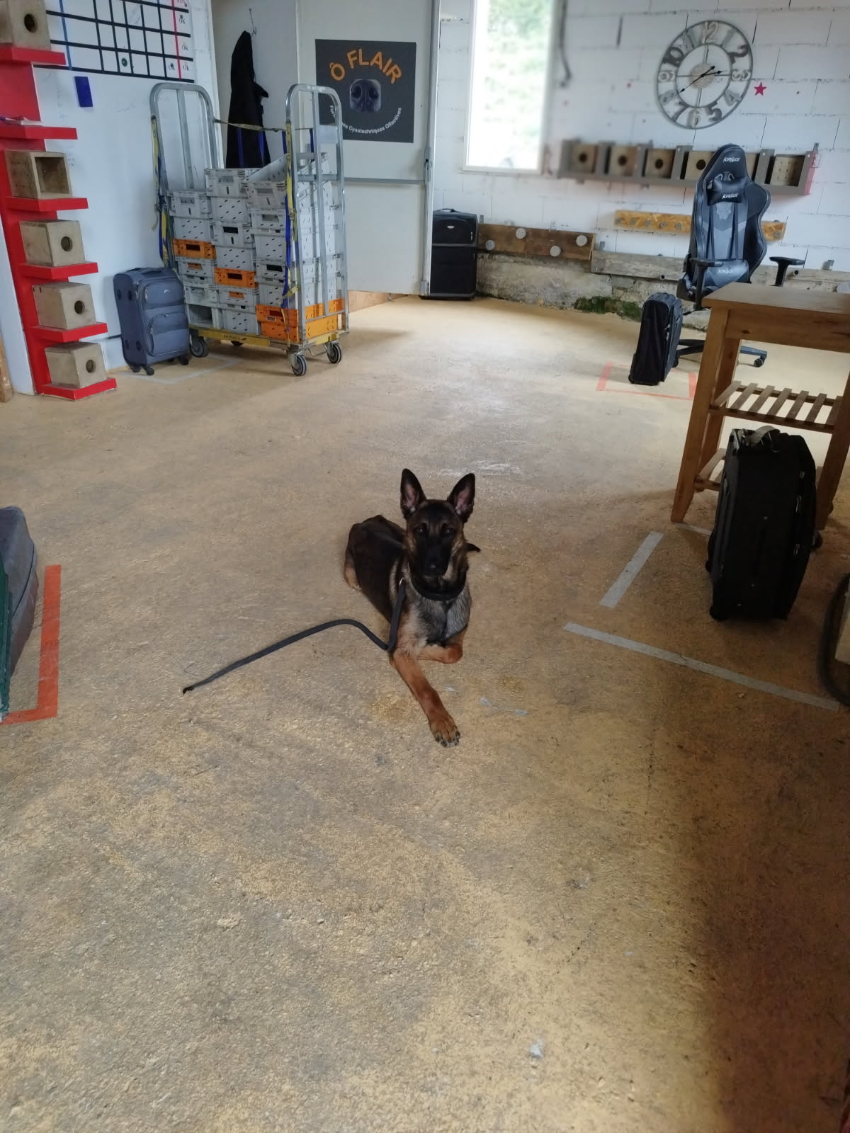 Centre Canin Du Haut de L'arize — photo