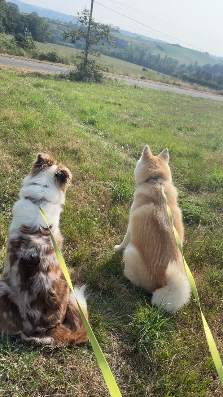 Centre Canin Du Haut de L'arize — photo