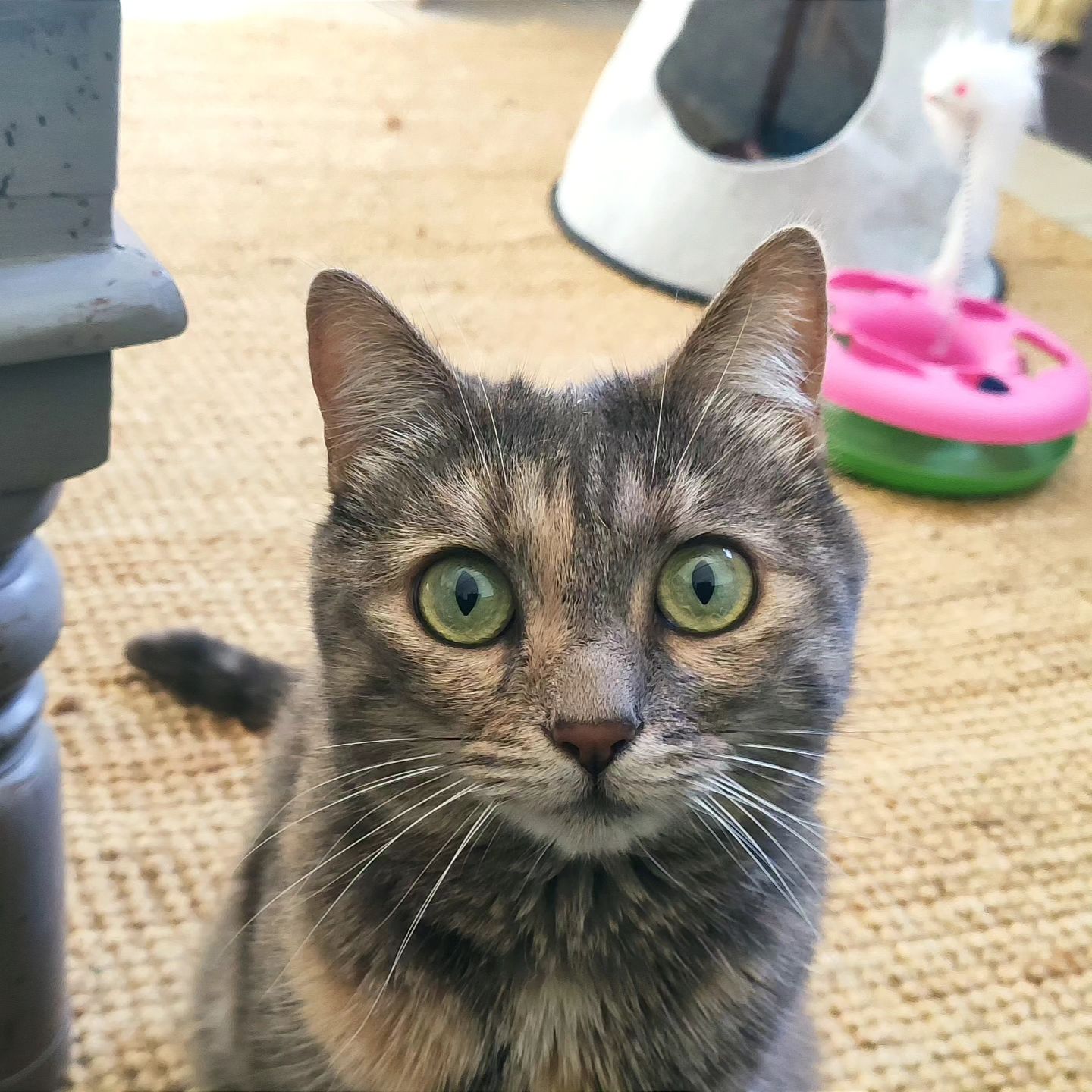 Patoune d'Or — photo