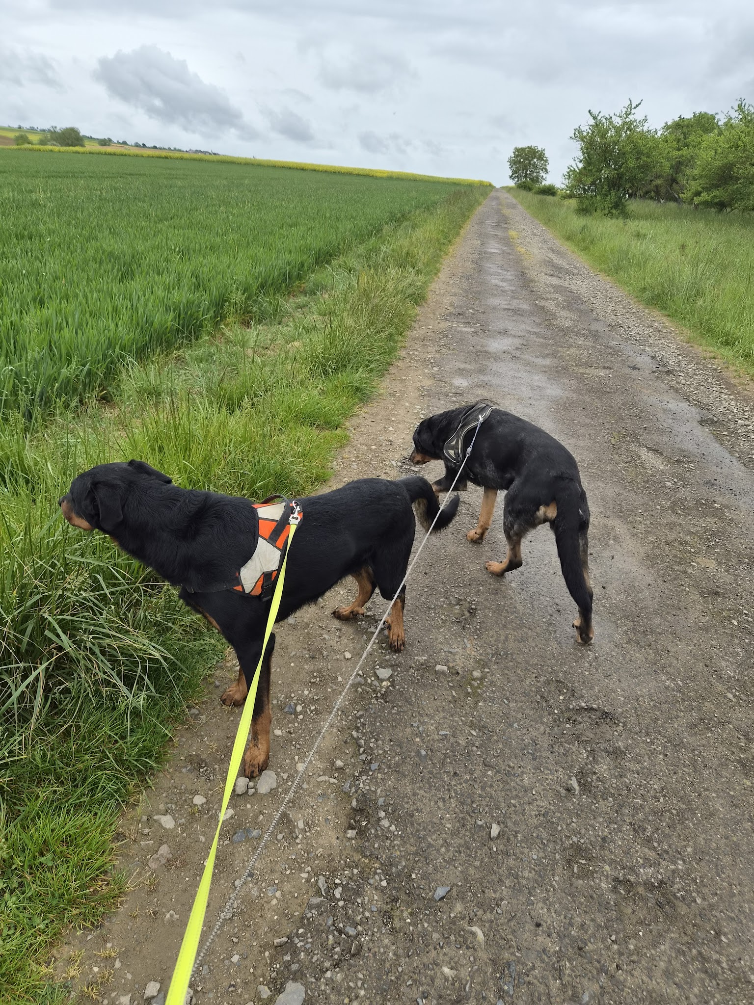 Lilly & cie — photo