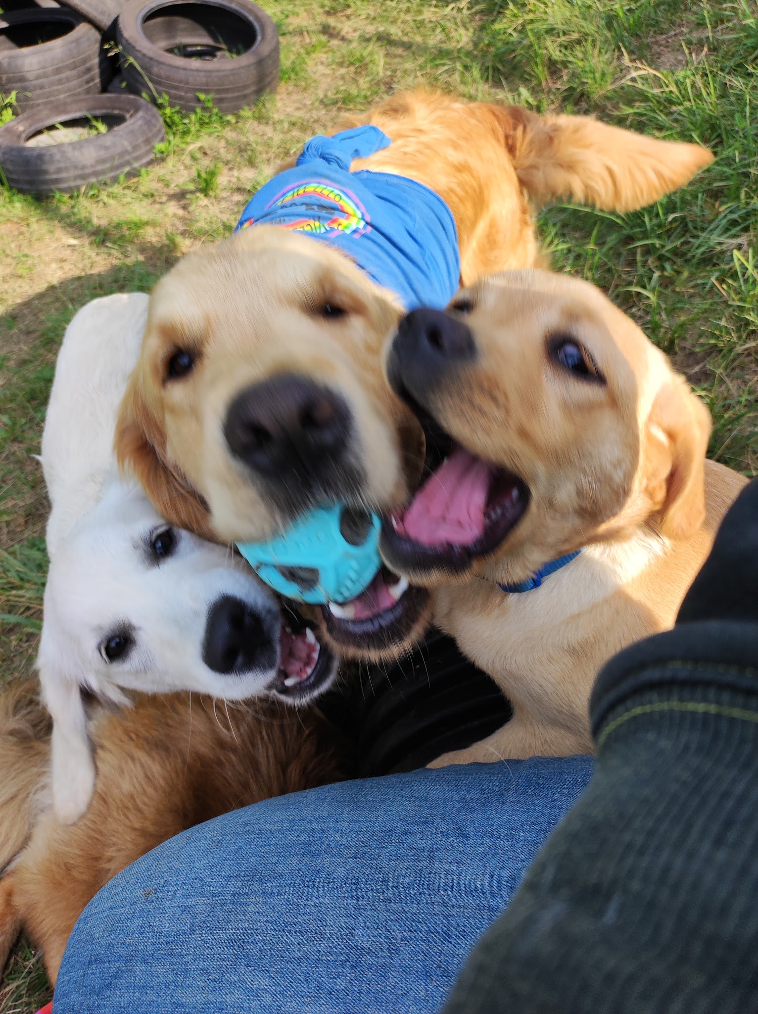 Rainbow Dog Center — photo