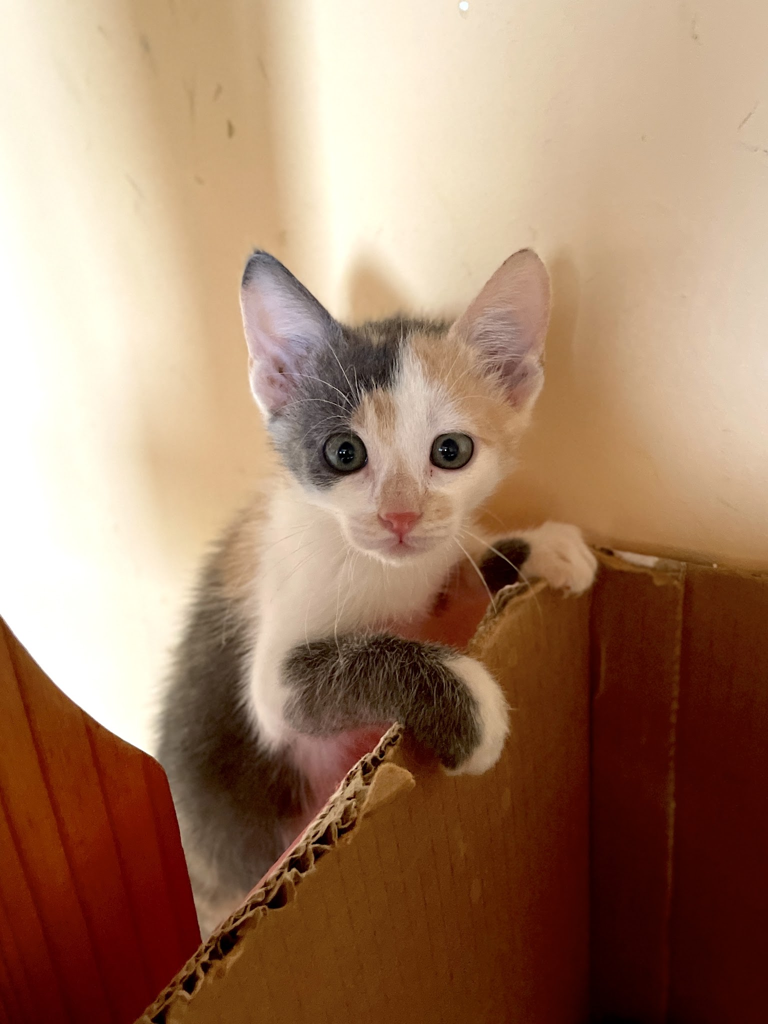 D.BALADES Pet Sitter - Garde d’animaux / Pet Sitting — photo