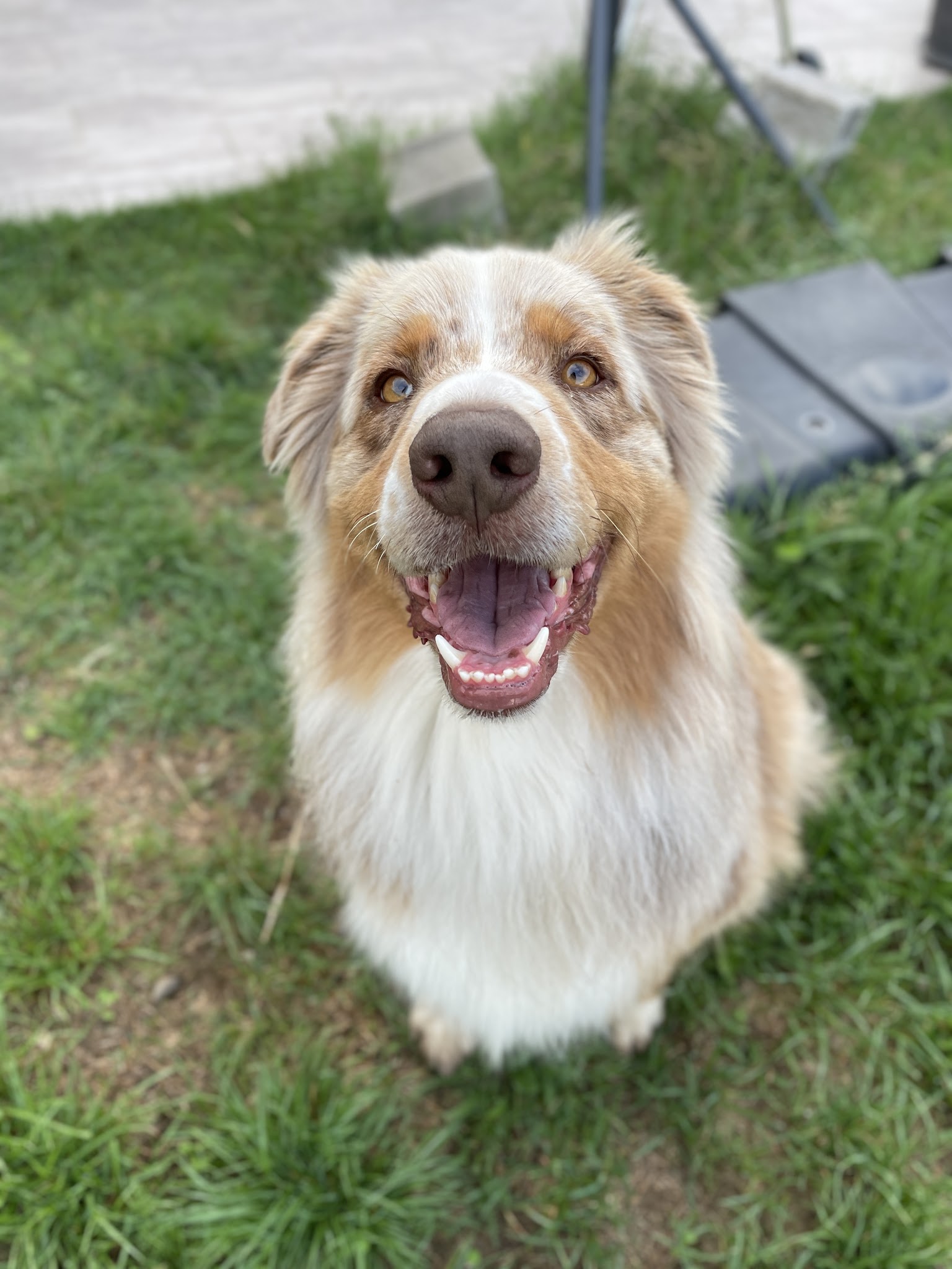 D.BALADES Pet Sitter - Garde d’animaux / Pet Sitting
