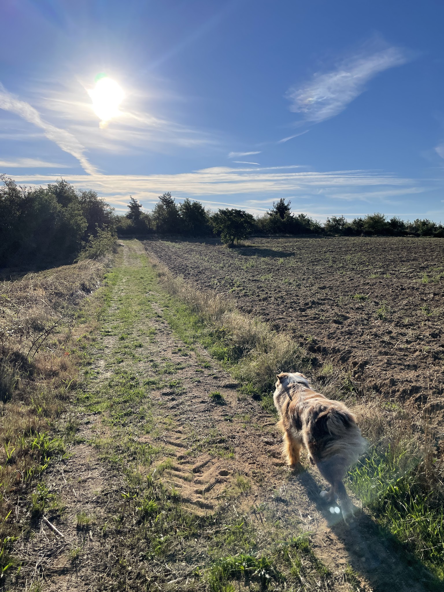 D.BALADES Pet Sitter - Garde d’animaux / Pet Sitting — photo