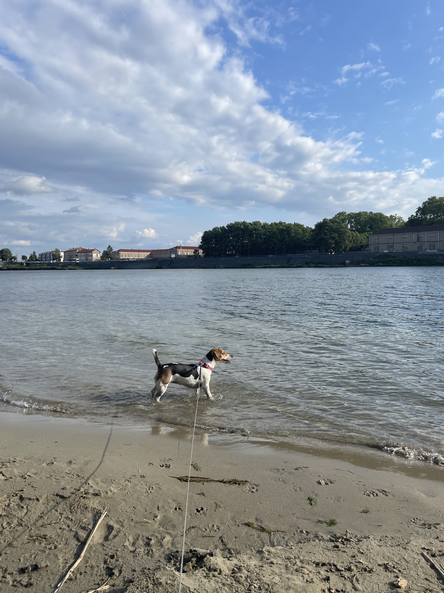 D.BALADES Pet Sitter - Garde d’animaux / Pet Sitting — photo