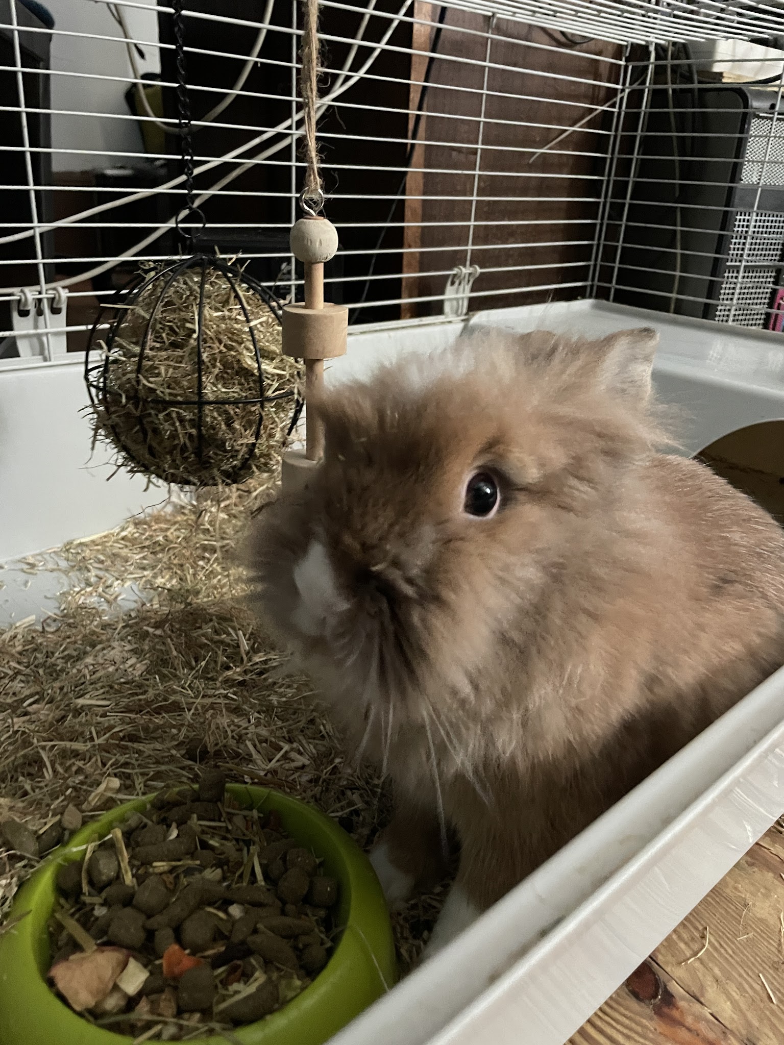 D.BALADES Pet Sitter - Garde d’animaux / Pet Sitting — photo