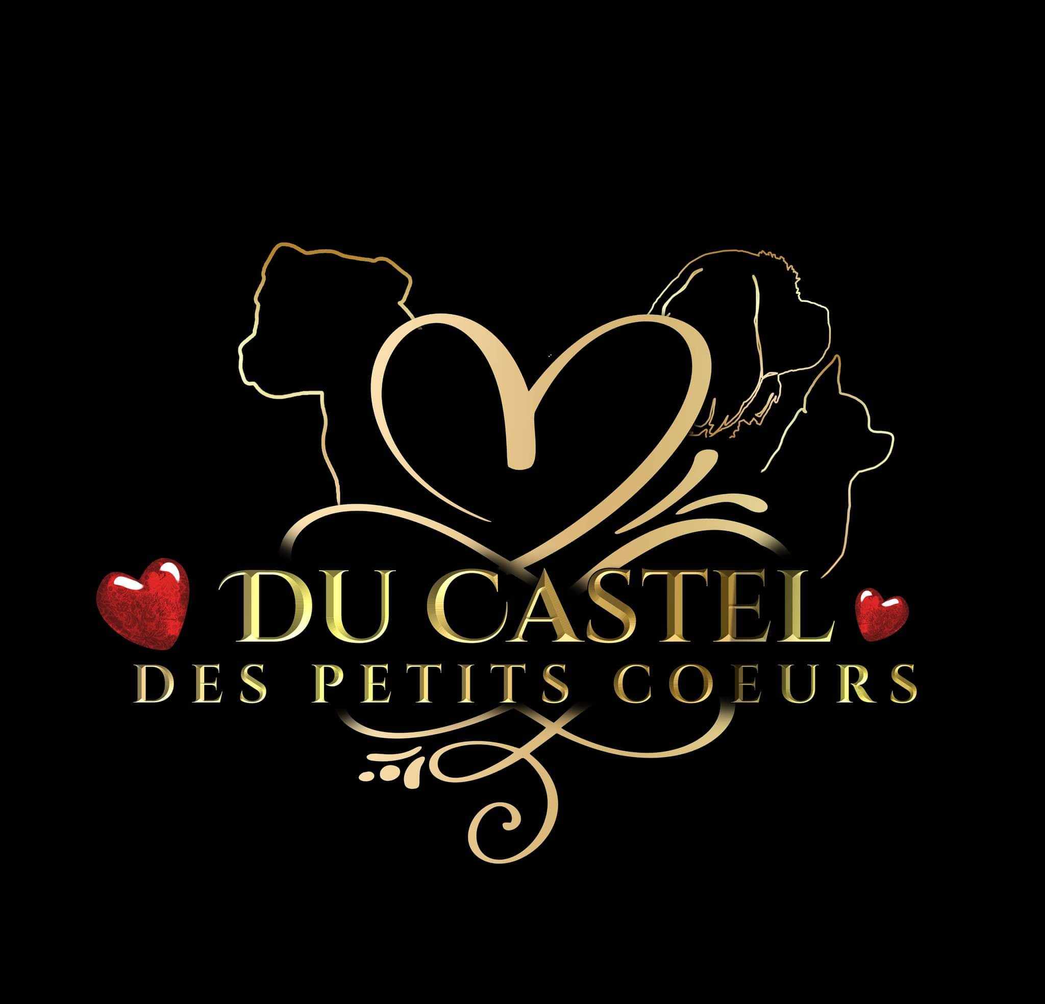 Pension et Elevage Canin Du Castel Des Petits Cœurs