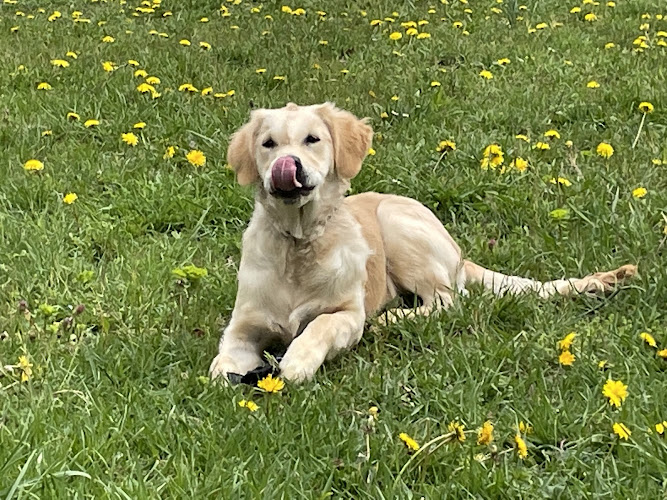 PENSION CANINE DES CABANES TCHANQUEES